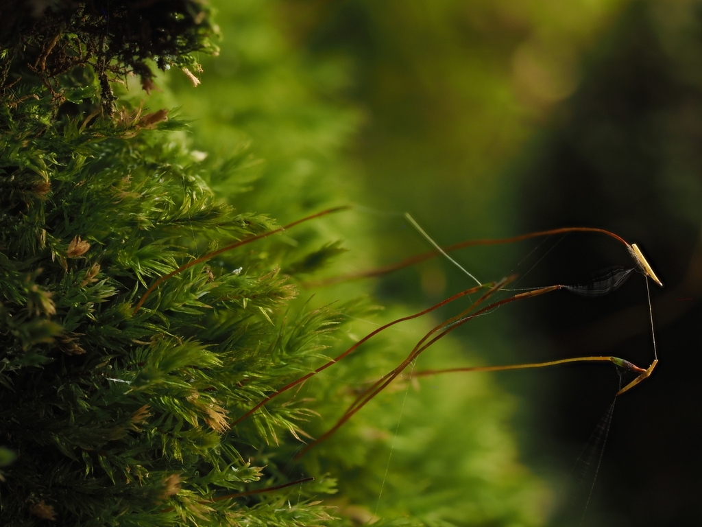 Long-necked Nodding Moss