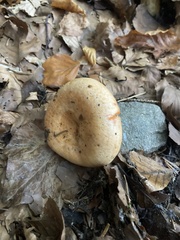 Lactarius sanguifluus