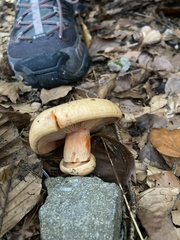 Lactarius sanguifluus