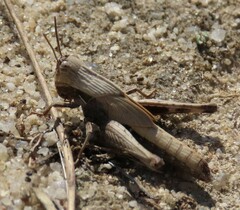 Morphacris fasciata