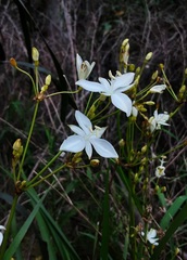 Libertia paniculata