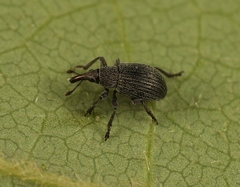 Pseudoperapion brevirostre