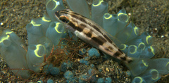 Scolopsis affinis