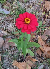 Zinnia