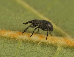 Pseudoperapion brevirostre