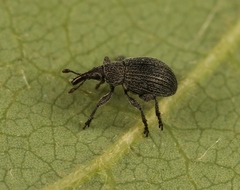 Pseudoperapion brevirostre