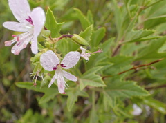 Pelargonium scabrum