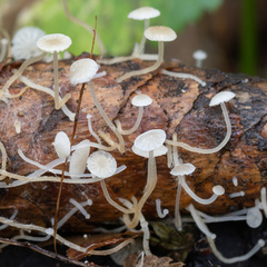 Strobilurus conigenus