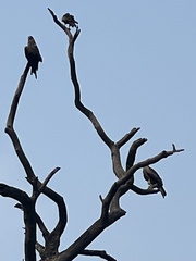 Aves
