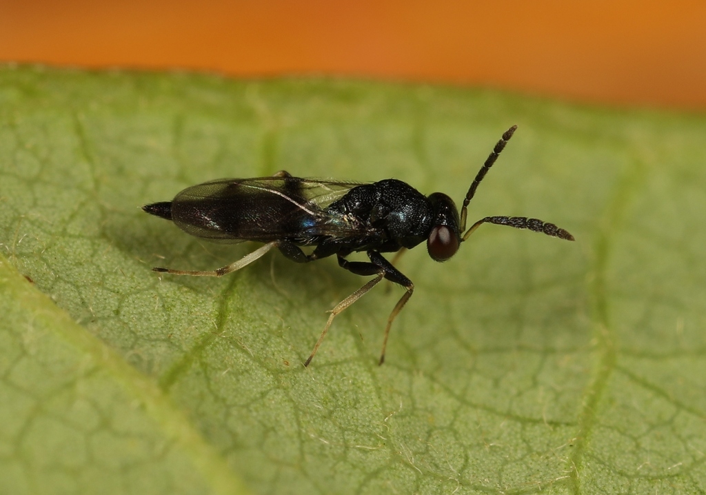 Sympiesis acalle