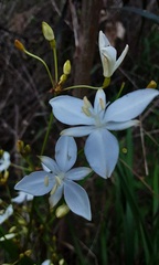 Libertia paniculata