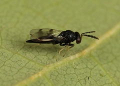 Sympiesis acalle