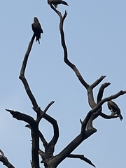 Aves