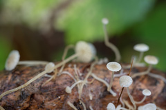 Strobilurus conigenus