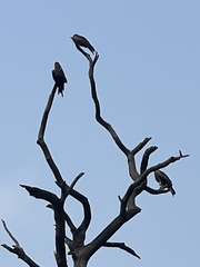 Aves