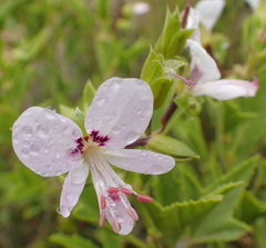 Pelargonium scabrum