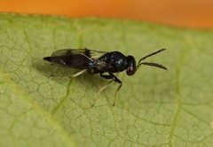 Sympiesis acalle