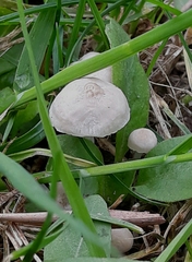 Coprinopsis