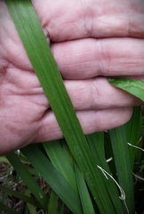 Libertia paniculata