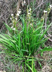 Libertia paniculata
