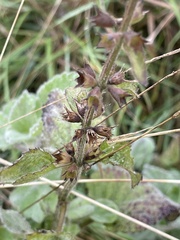 Stachys arvensis