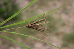 Chloris virgata