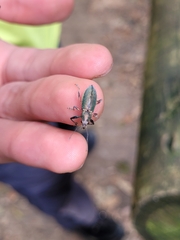 Naupactus