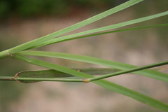 Chloris virgata