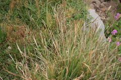Chloris virgata