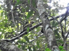 Chrysophlegma flavinucha