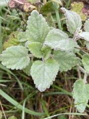 Stachys arvensis
