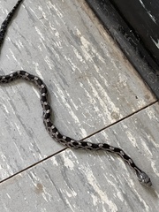 Pantherophis alleghaniensis