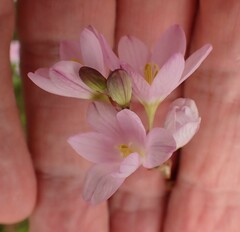 Ixia orientalis