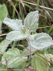 Stachys arvensis