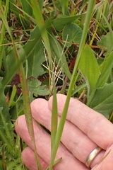 Ixia orientalis