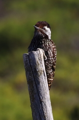 Chloropicus fuscescens