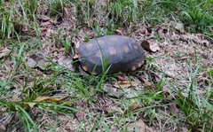 Chelonoidis denticulatus