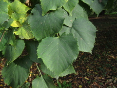 Tilia mongolica
