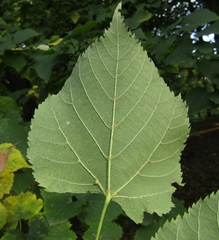 Tilia mongolica