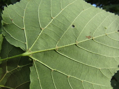 Tilia mongolica
