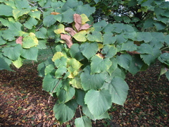 Tilia mongolica