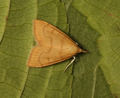 Anania crocealis