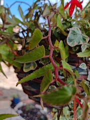 Begonia boliviensis