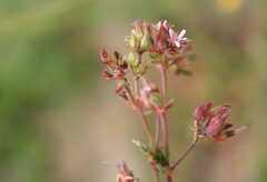 Pelargonium grossularioides