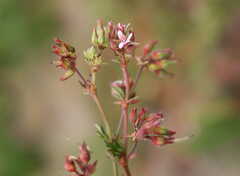 Pelargonium grossularioides
