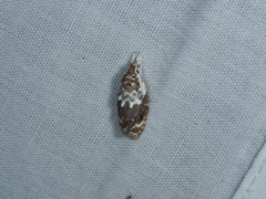 Piloprepes gelidella