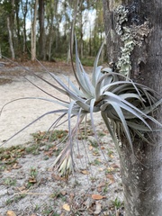 Tillandsia gardneri