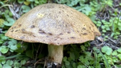 Suillus granulatus