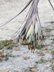 Tillandsia gardneri