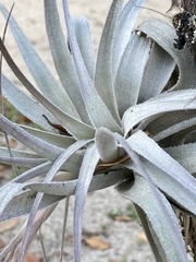 Tillandsia gardneri